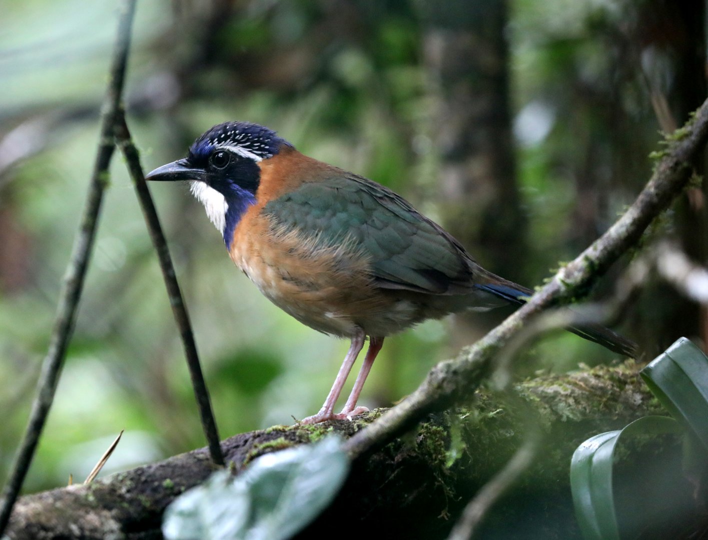 pitta-like ground roller (Atelornis pittoides)