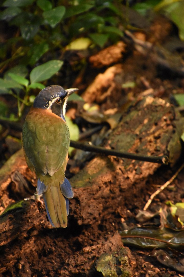 Pitta-like ground roller