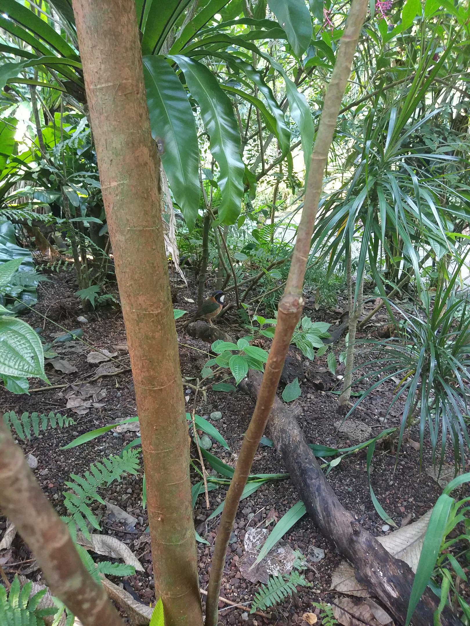 Pitta-like Ground-roller