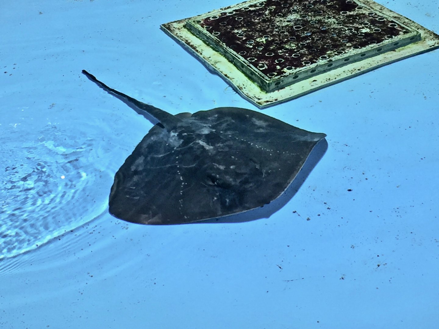 Pitted Stingray (Bathytoshia matsubarai) - Noboribetsu Marine Park Nixe