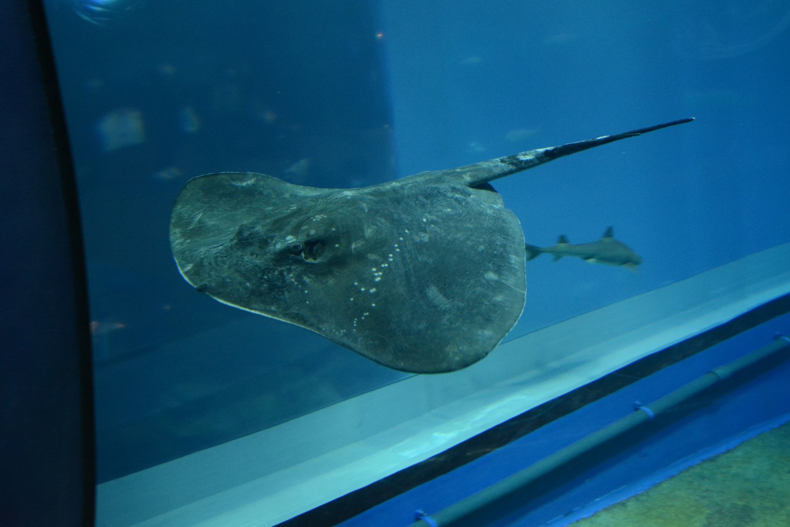 Pitted stingray (Bathytoshia matsubarai)