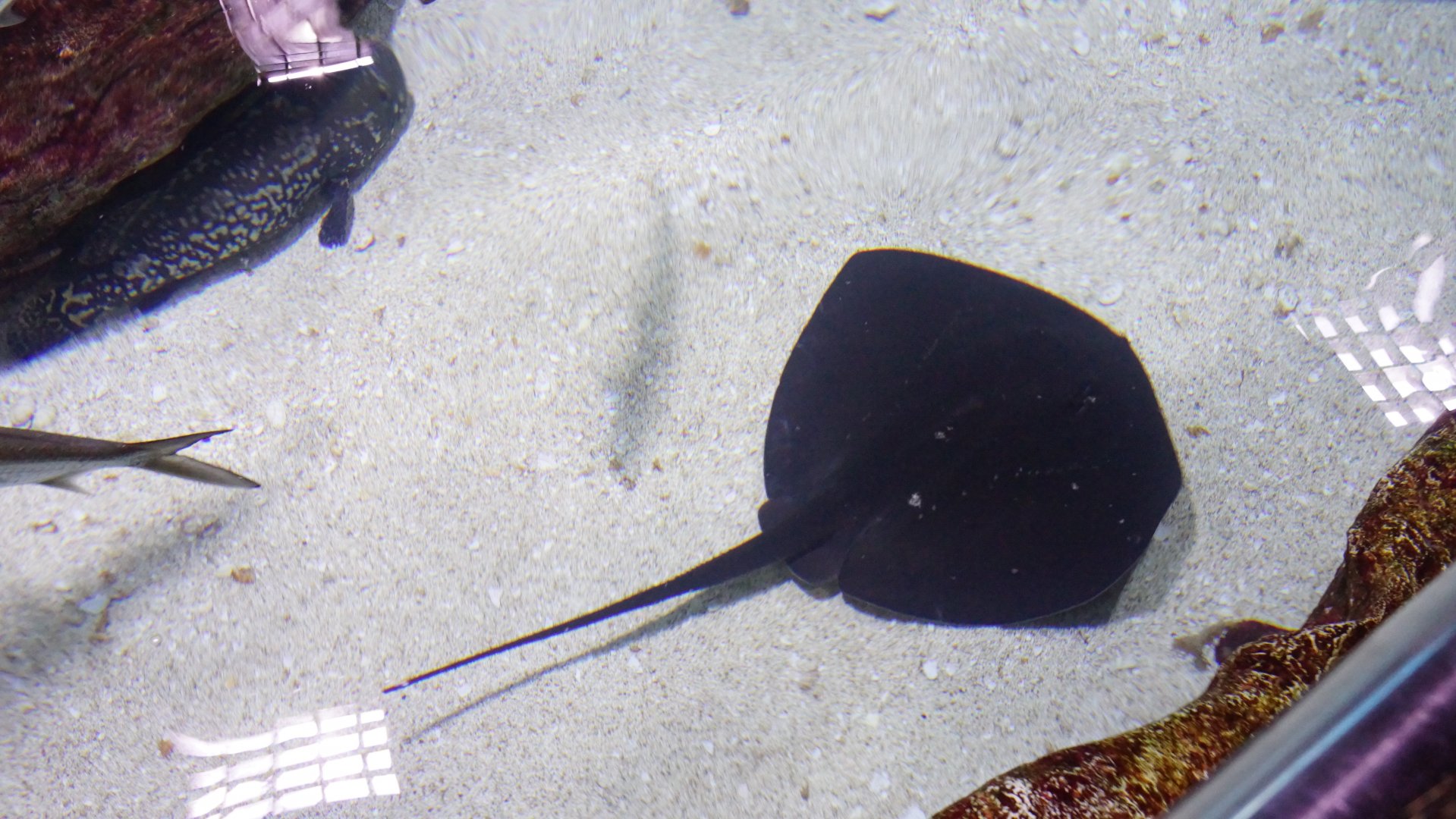 Pitted Stingray