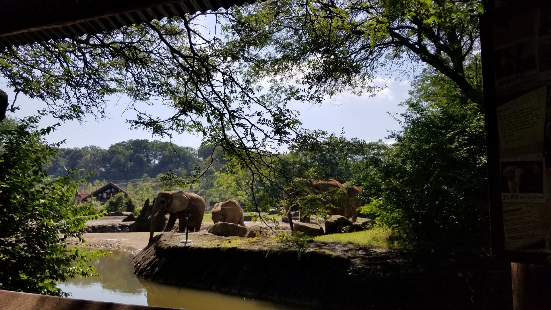 Pittsburgh 8/21 - African elephants
