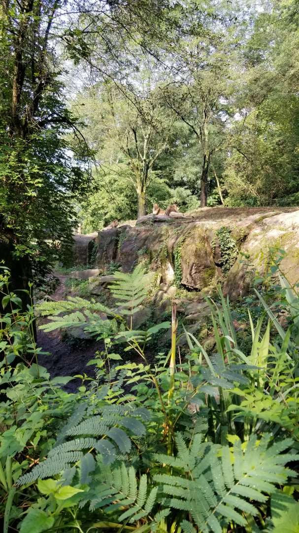 Pittsburgh 8/21 - African lions