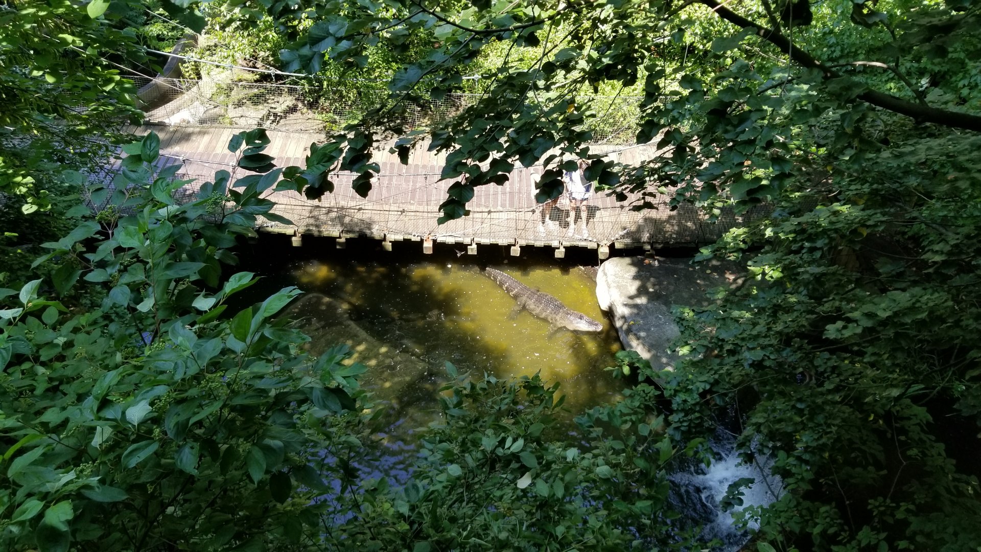 Pittsburgh 8/21 - American alligator from above