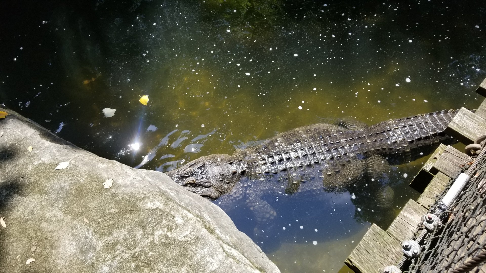 Pittsburgh 8/21 - American alligator