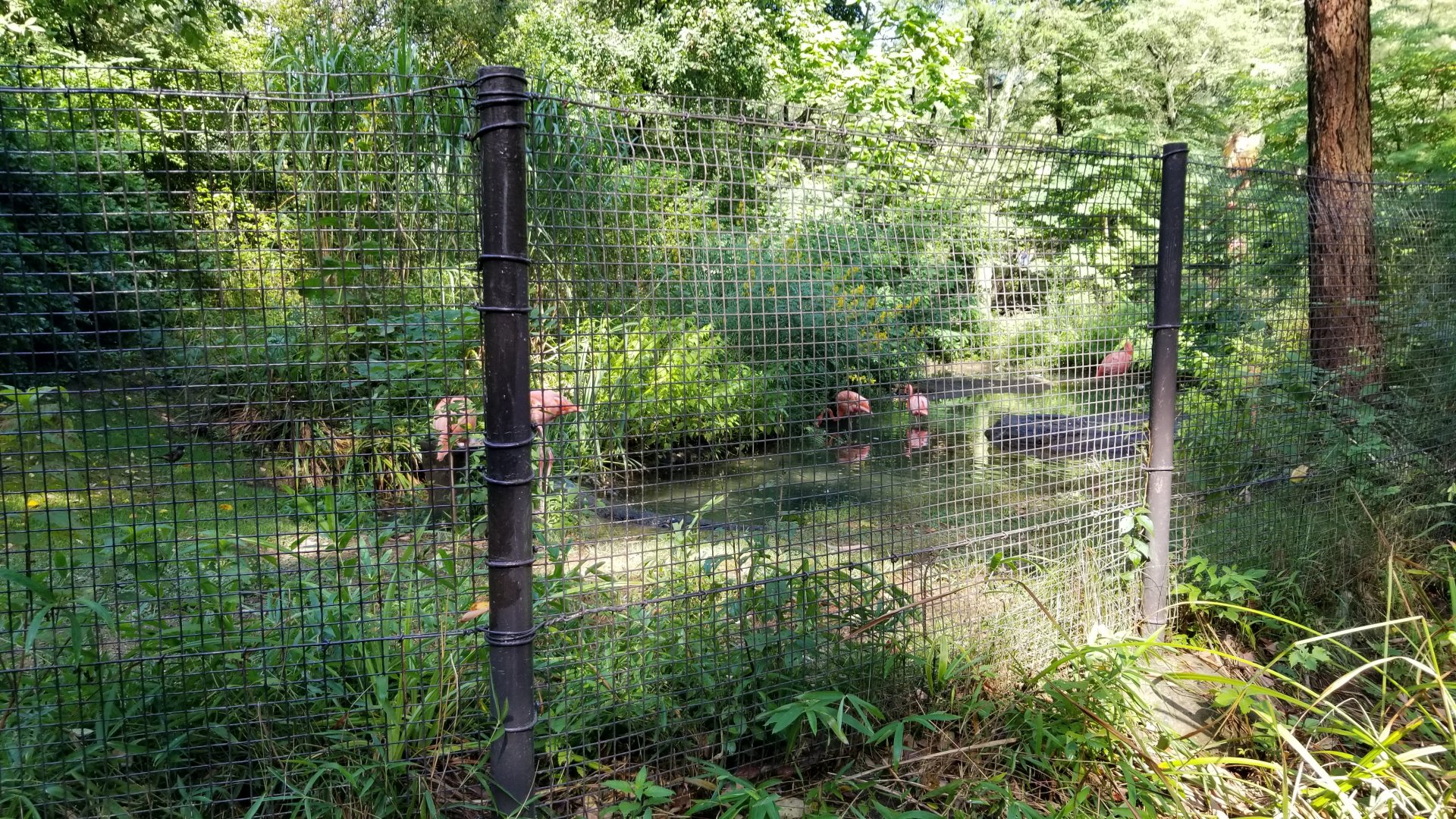 Pittsburgh 8/21 - American flamingos