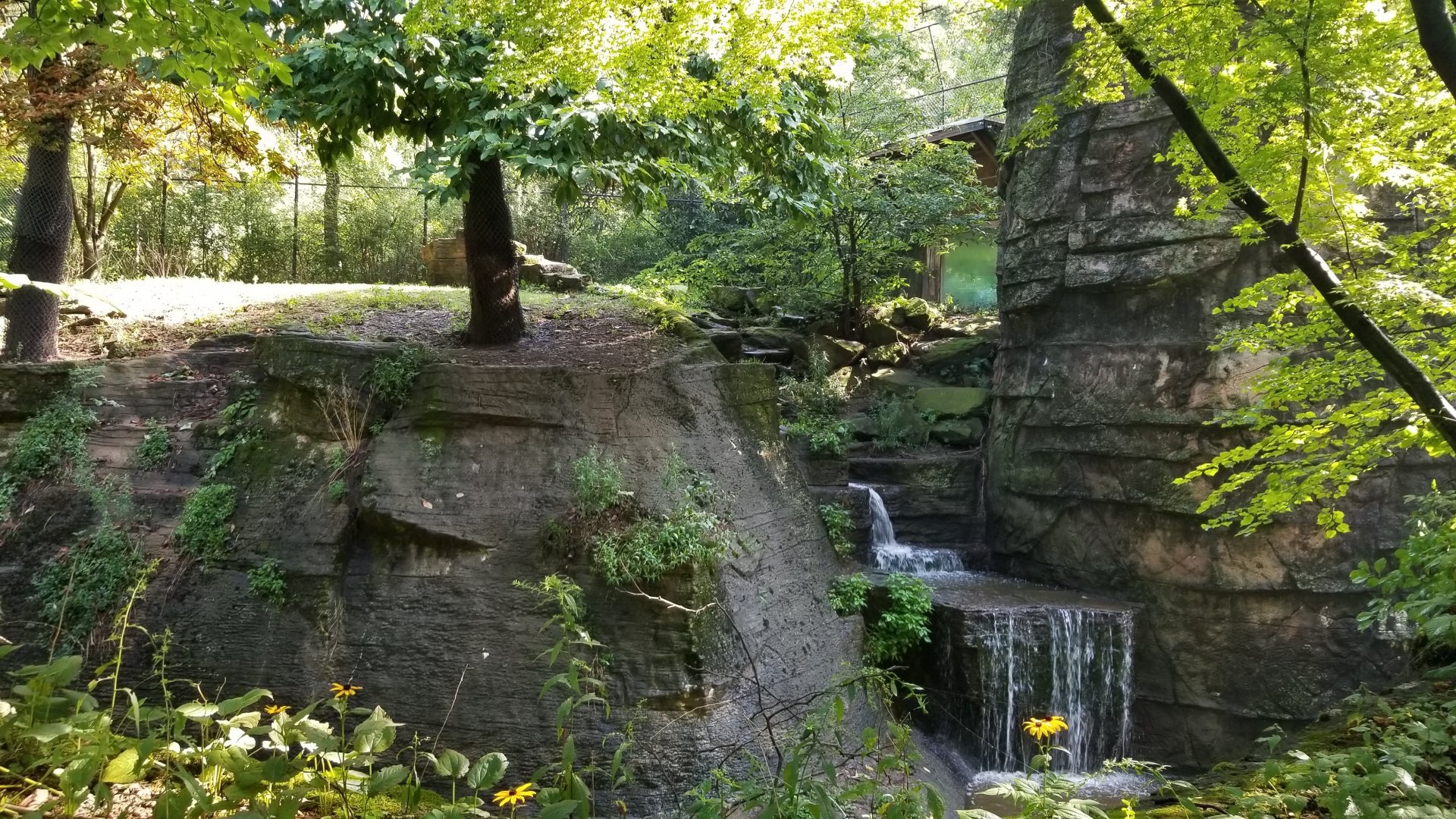 Pittsburgh 8/21 - Amur tiger exhibit