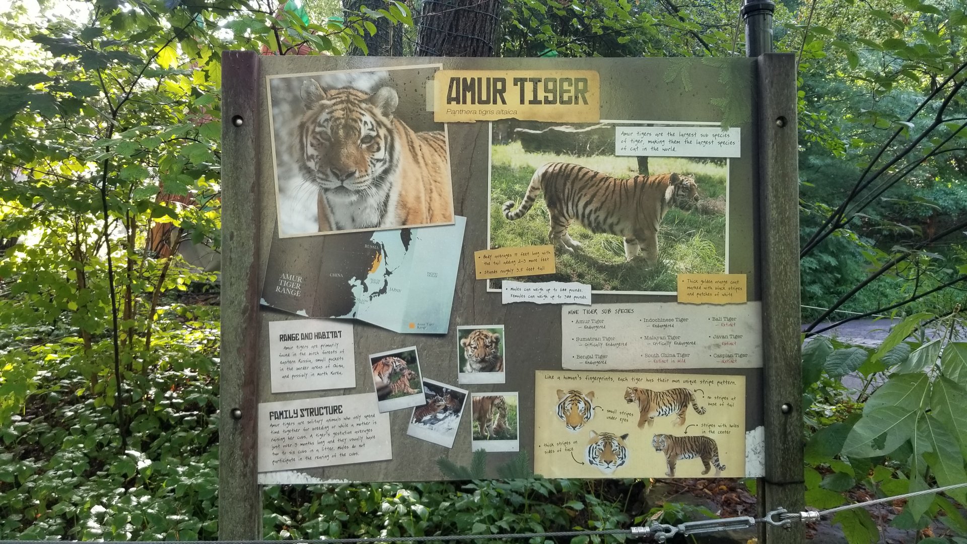 Pittsburgh 8/21 - Amur tiger signage