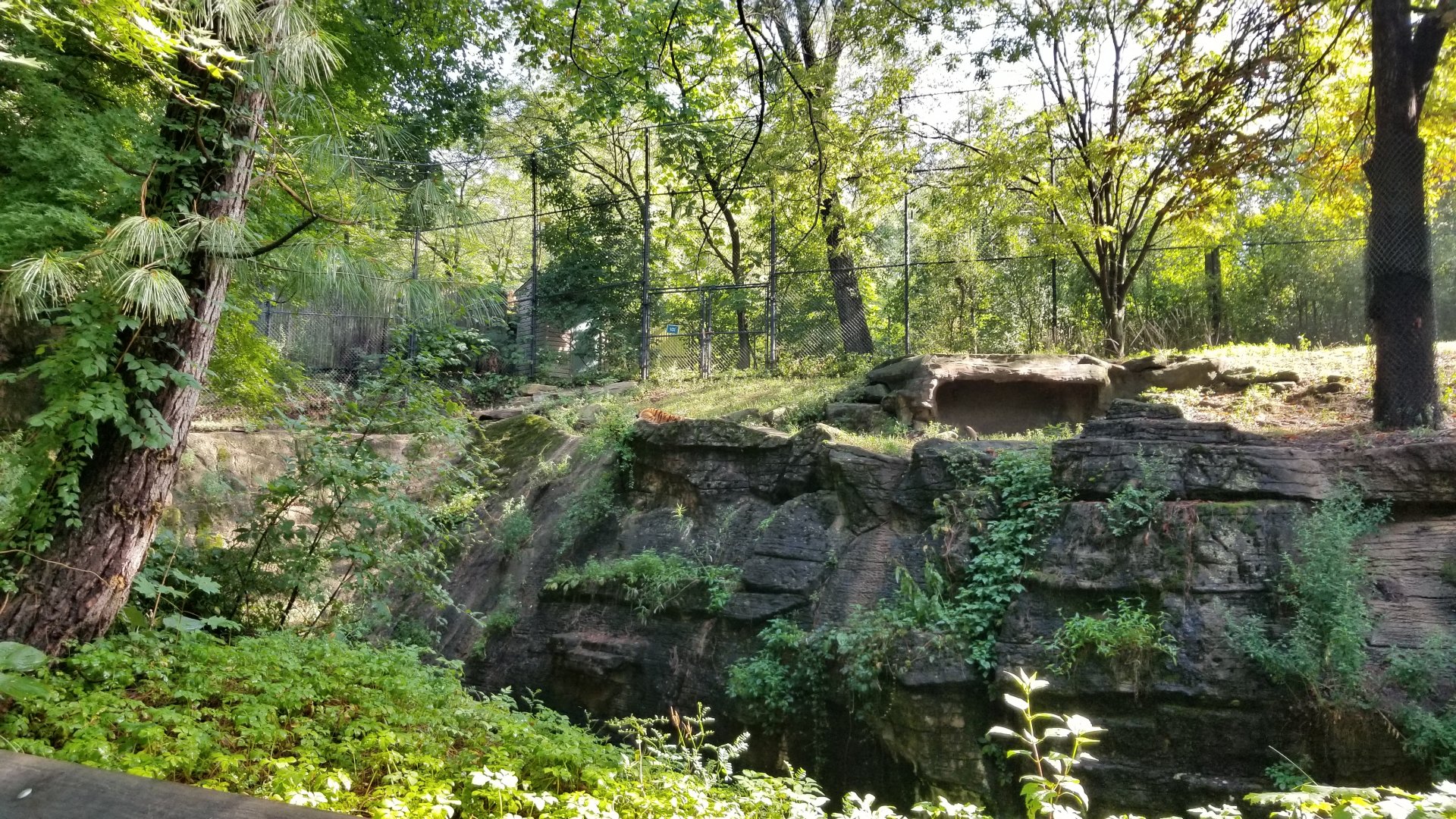 Pittsburgh 8/21 - Amur tiger