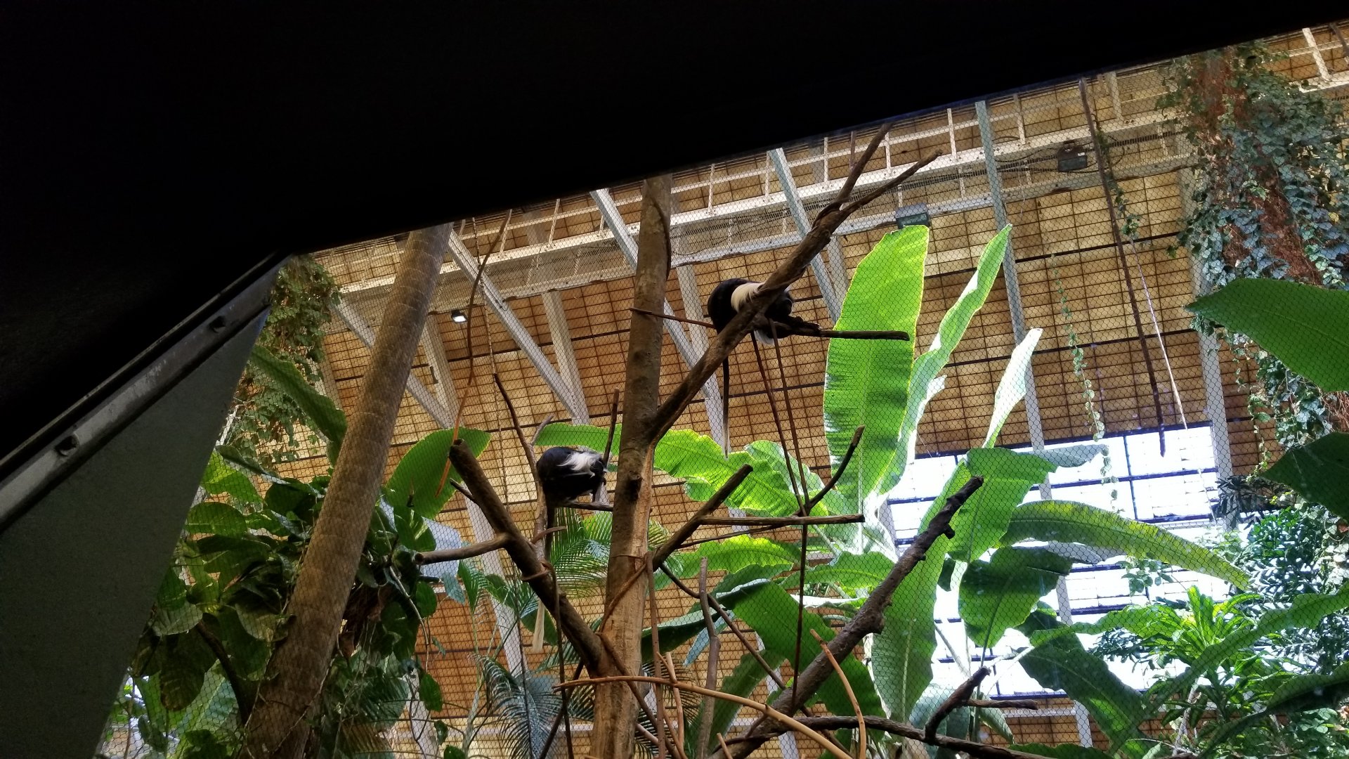 Pittsburgh 8/21 - Angolan colobuses