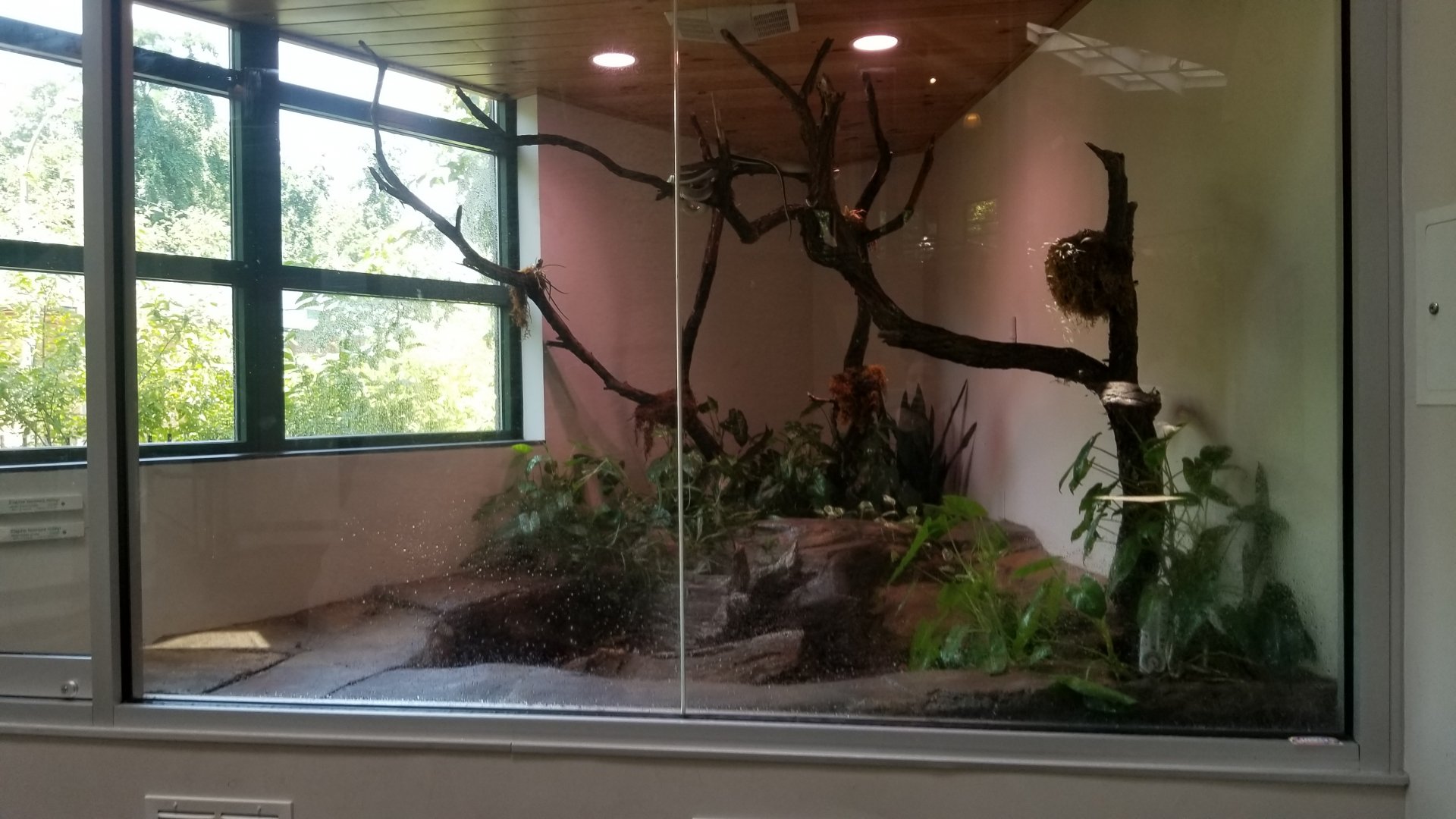 Pittsburgh 8/21 - Asian cave snake