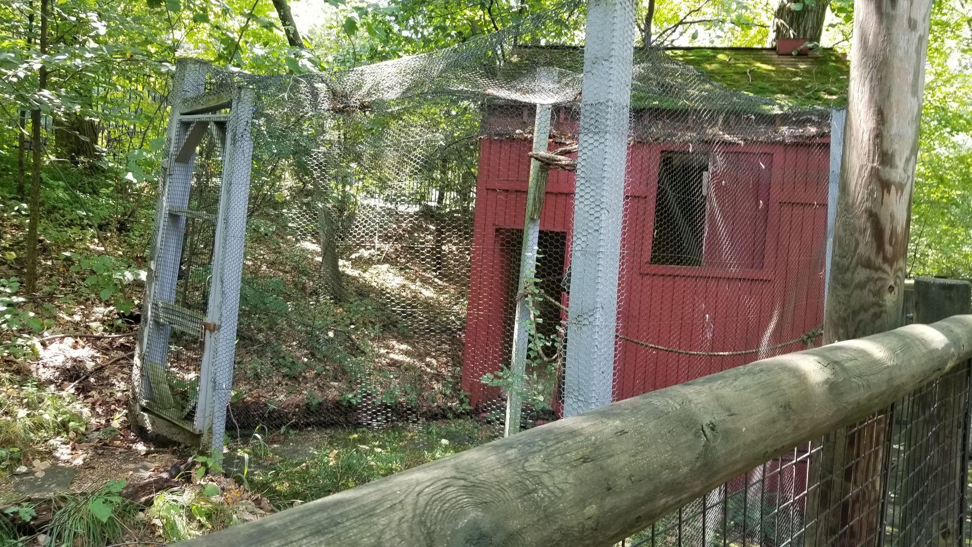 Pittsburgh 8/21 - Barn owl