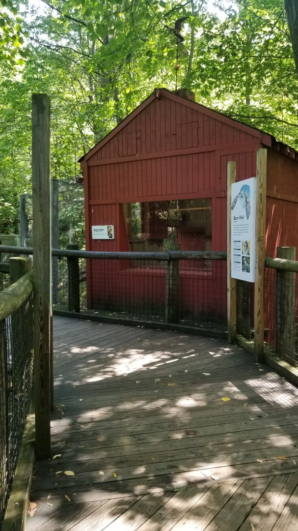 Pittsburgh 8/21 - Barn owl