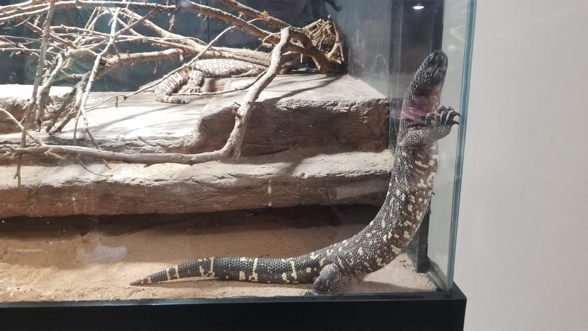 Pittsburgh 8/21 - Beaded lizard