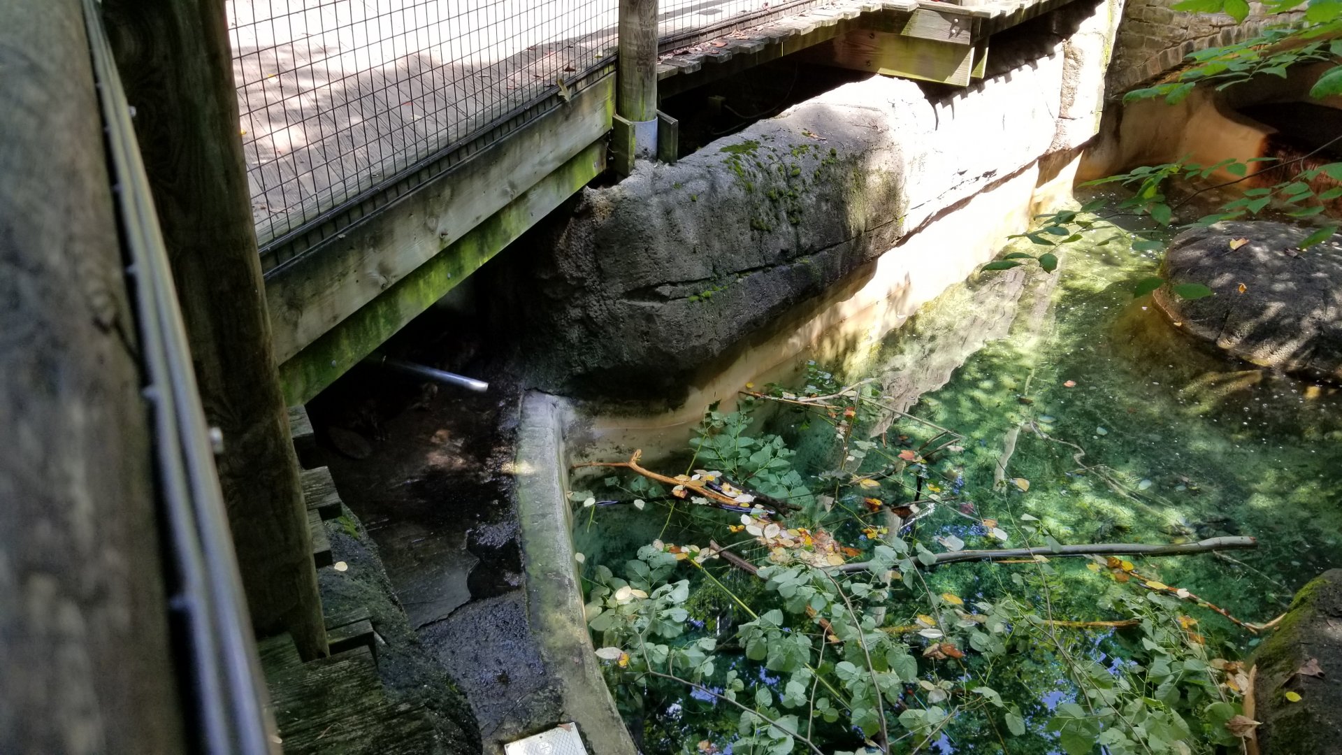 Pittsburgh 8/21 - Beavers (they're under the path)