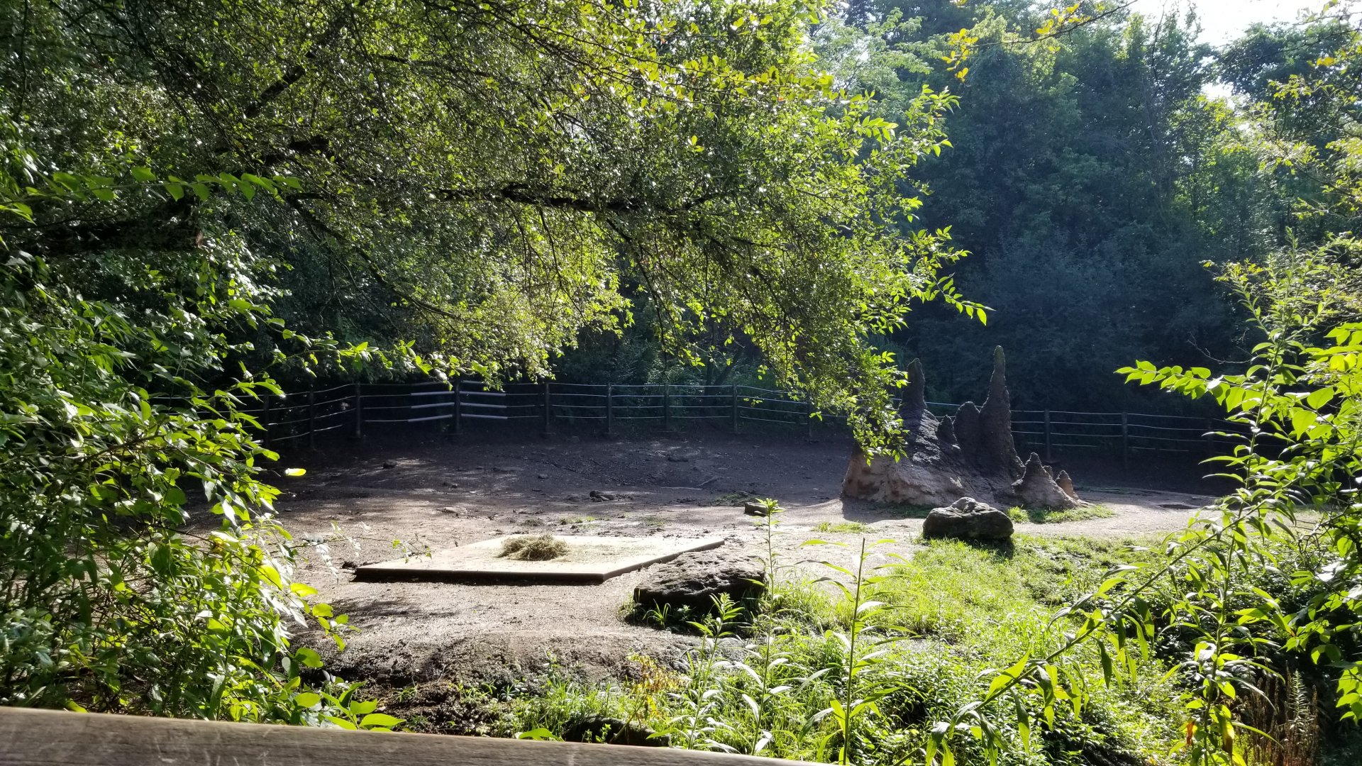 Pittsburgh 8/21 - Black rhino exhibit
