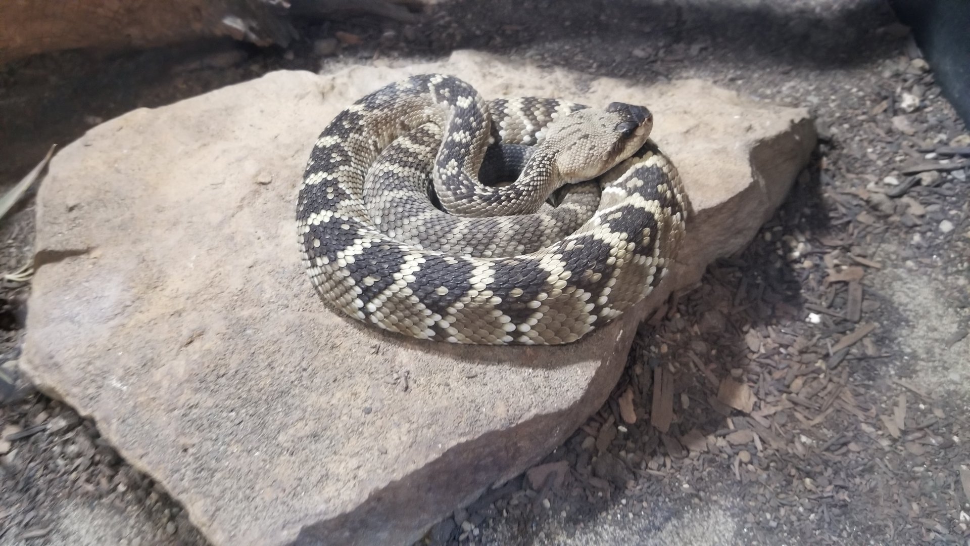Pittsburgh 8/21 - Black-tailed Rattlesnake