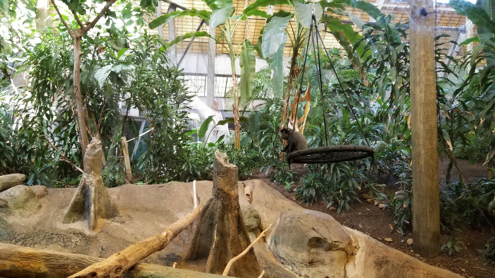 Pittsburgh 8/21 - Blue monkey swinging