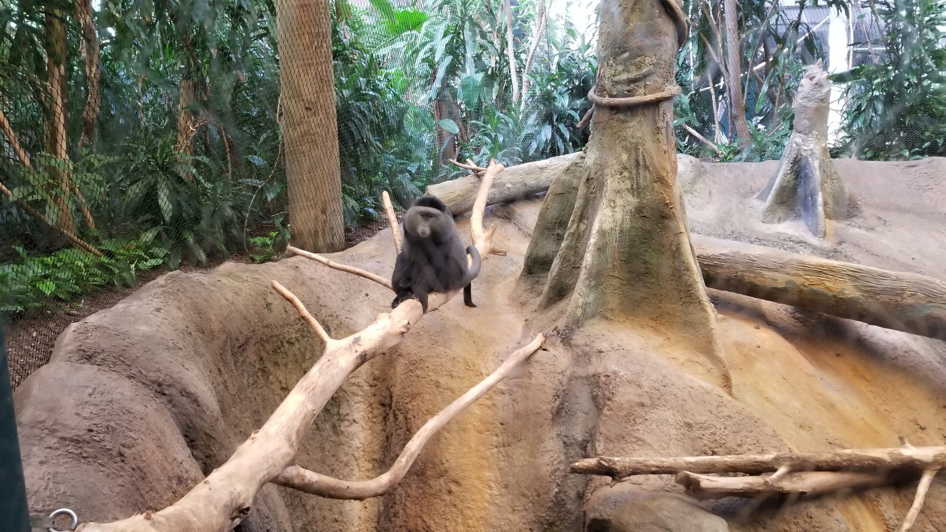 Pittsburgh 8/21 - Blue monkey