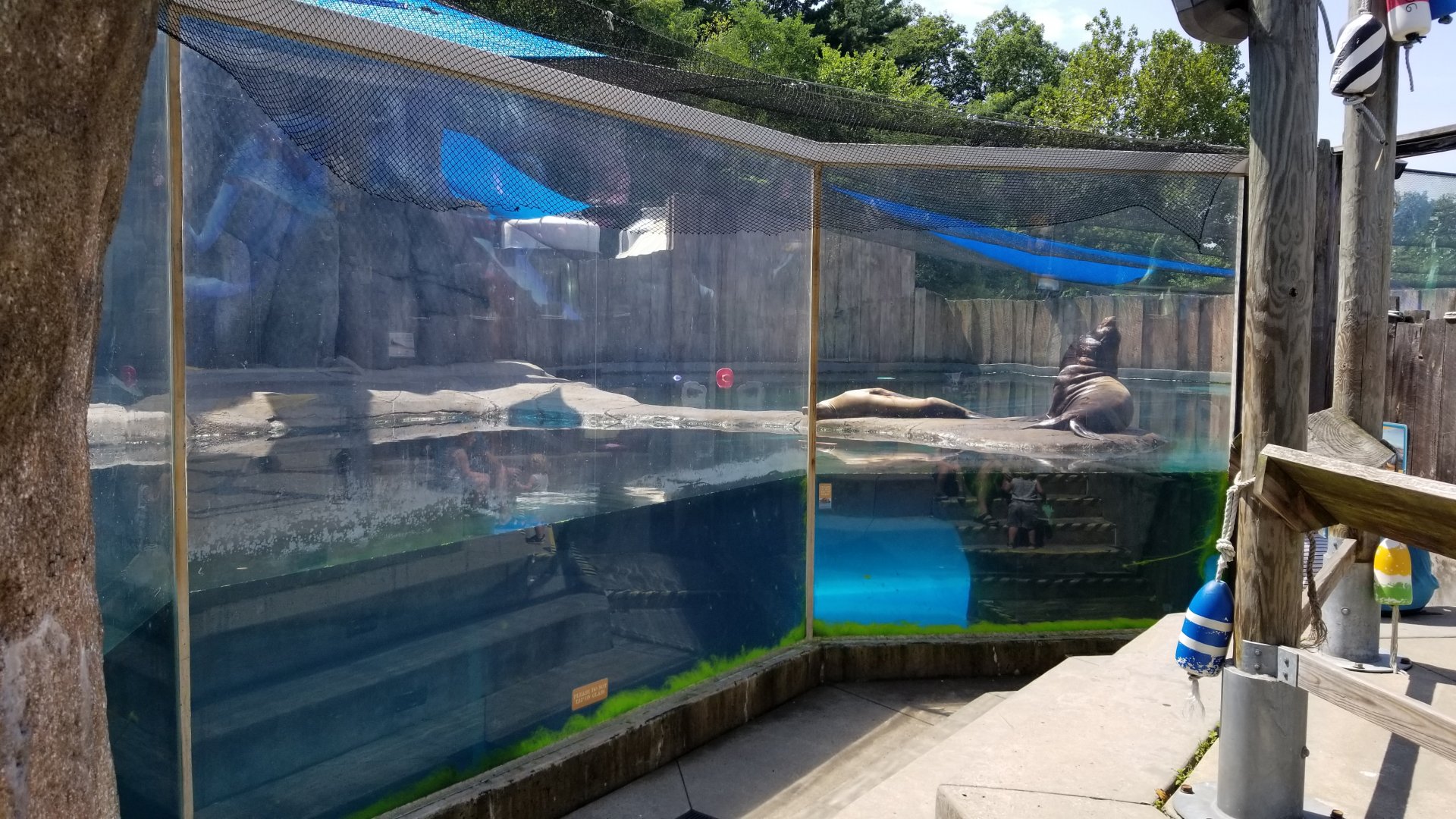 Pittsburgh 8/21 - CA sea lions in elephant seal pool