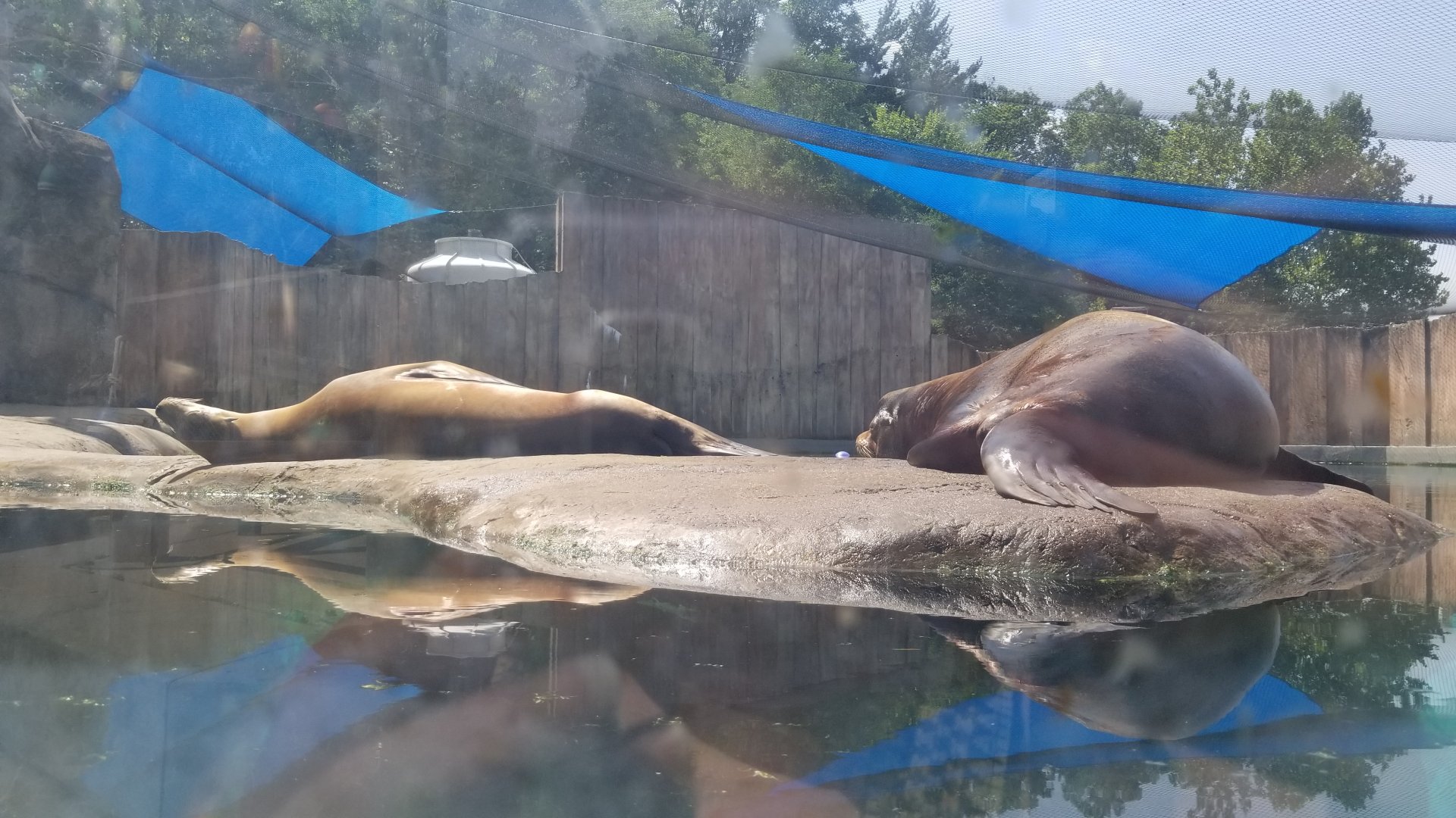 Pittsburgh 8/21 - CA sea lions in elephant seal pool