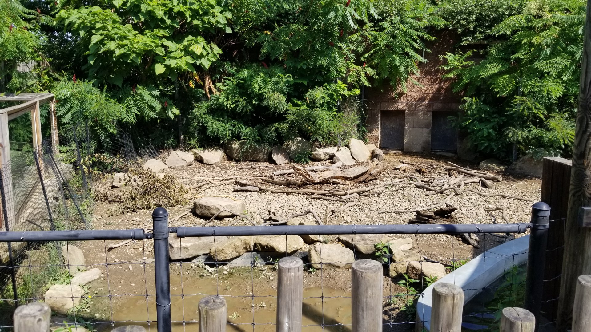 Pittsburgh 8/21 - Capybara and giant anteater