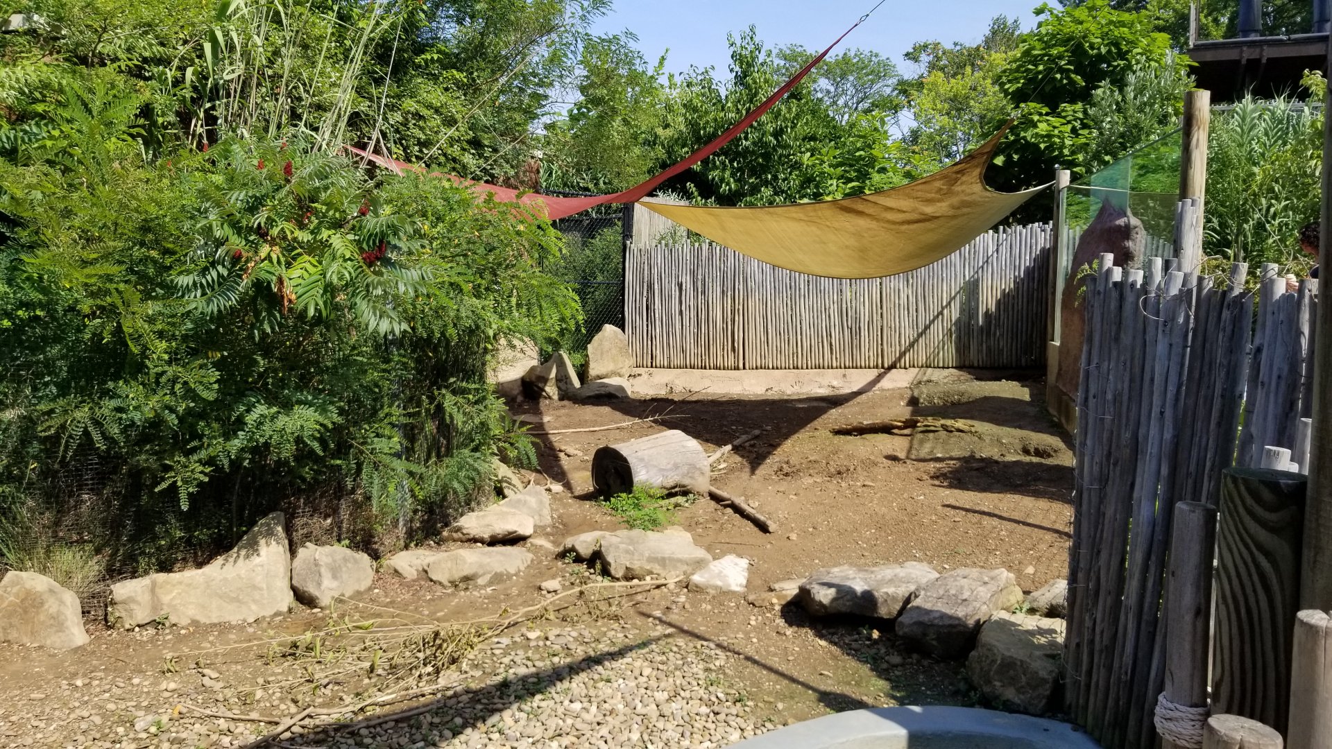 Pittsburgh 8/21 - Capybara and giant anteater