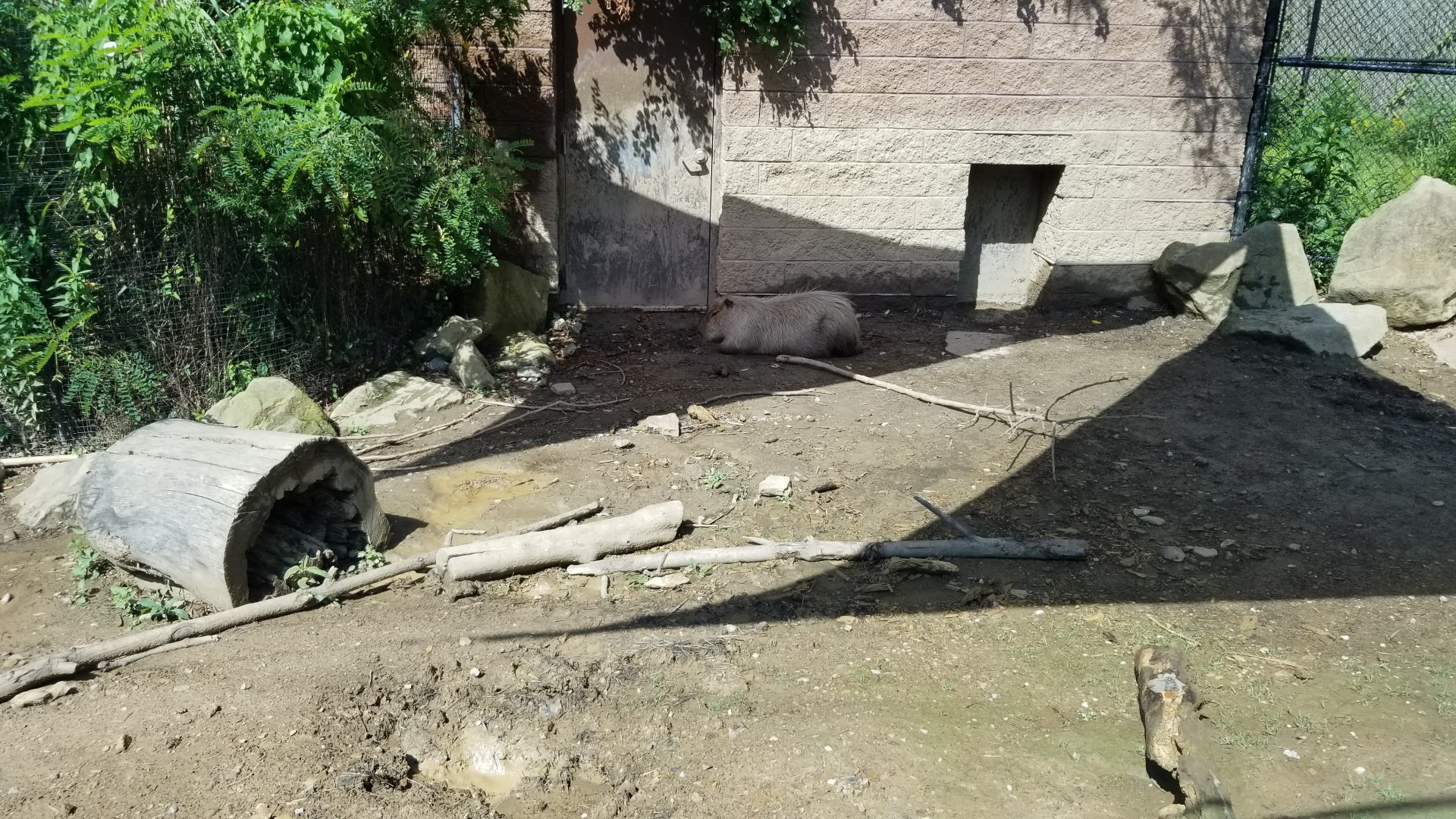 Pittsburgh 8/21 - Capybara and giant anteater