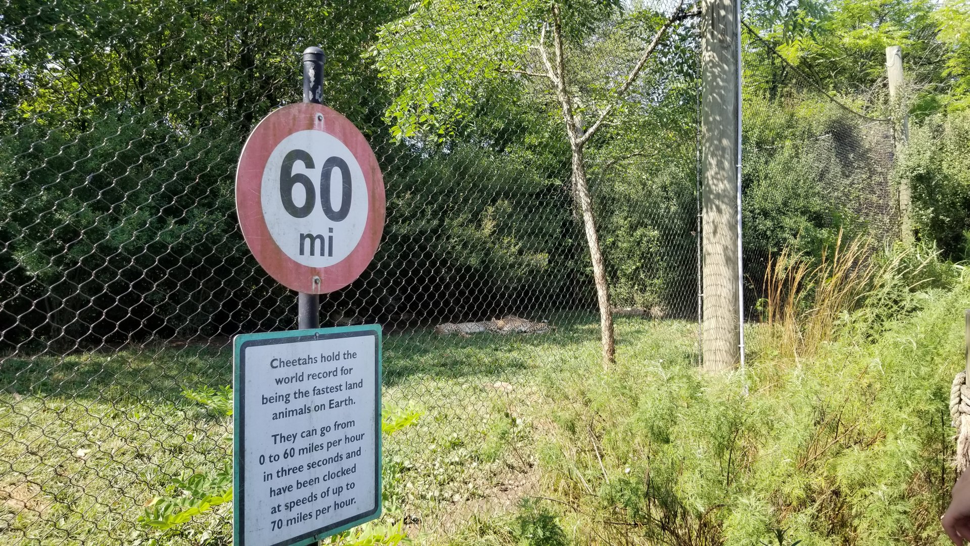 Pittsburgh 8/21 - Cheetahs