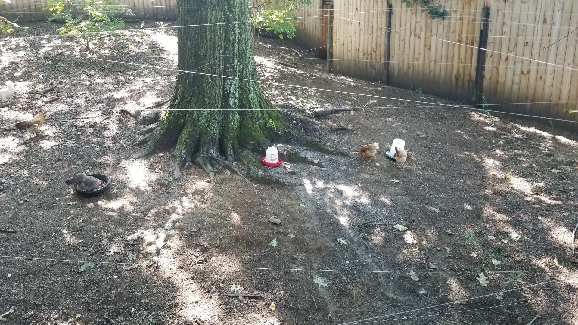 Pittsburgh 8/21 - Chickens