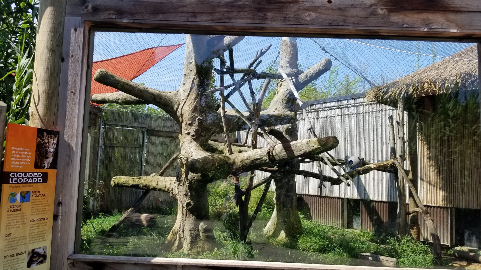 Pittsburgh 8/21 - Clouded leopard outside