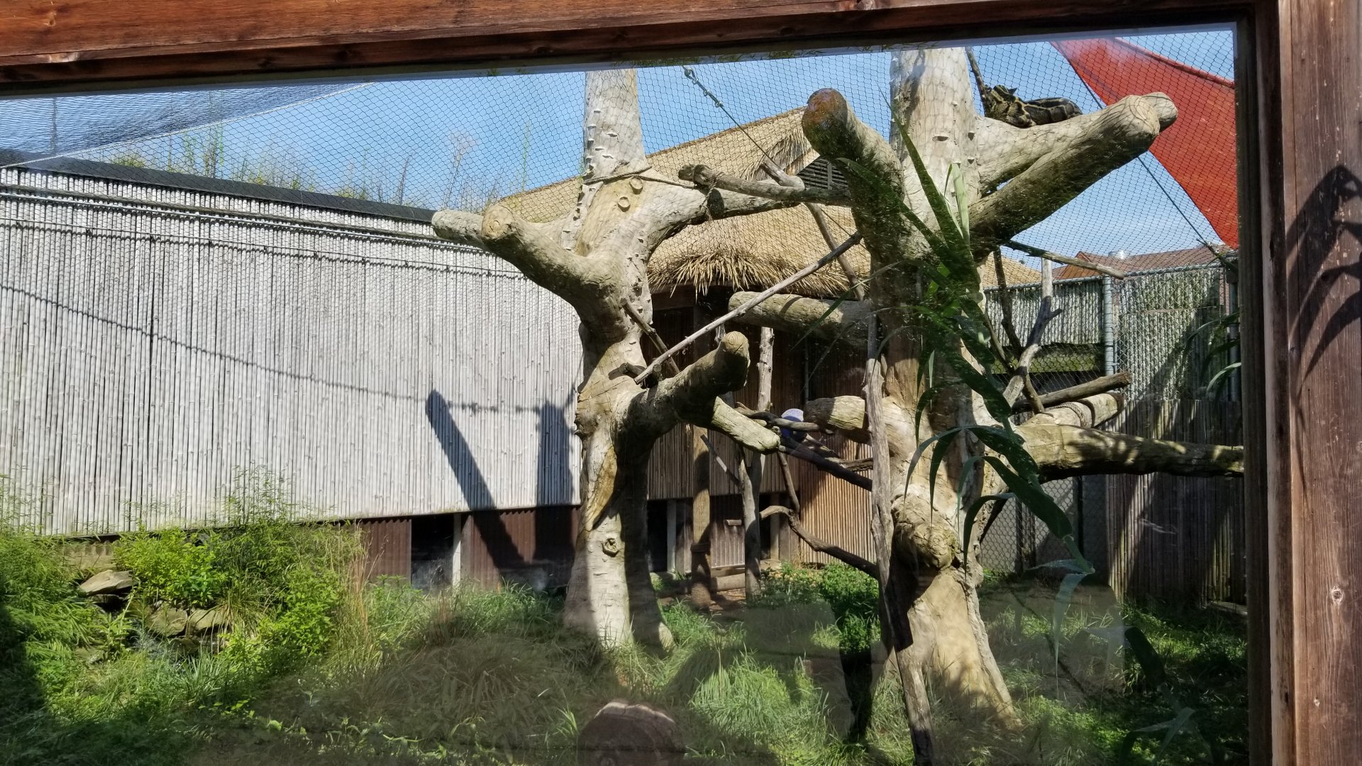Pittsburgh 8/21 - Clouded leopard outside