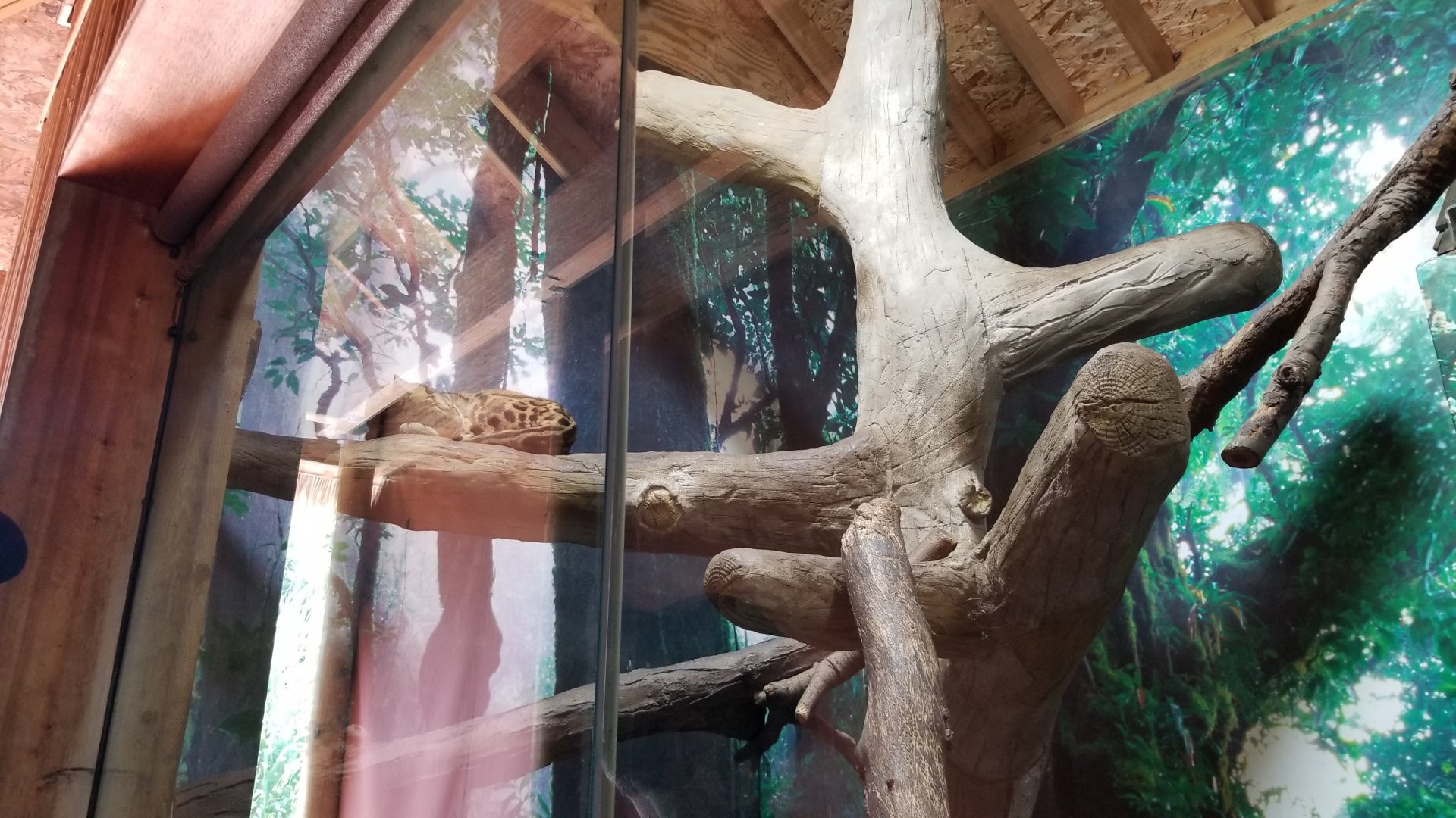 Pittsburgh 8/21 - Clouded leopard