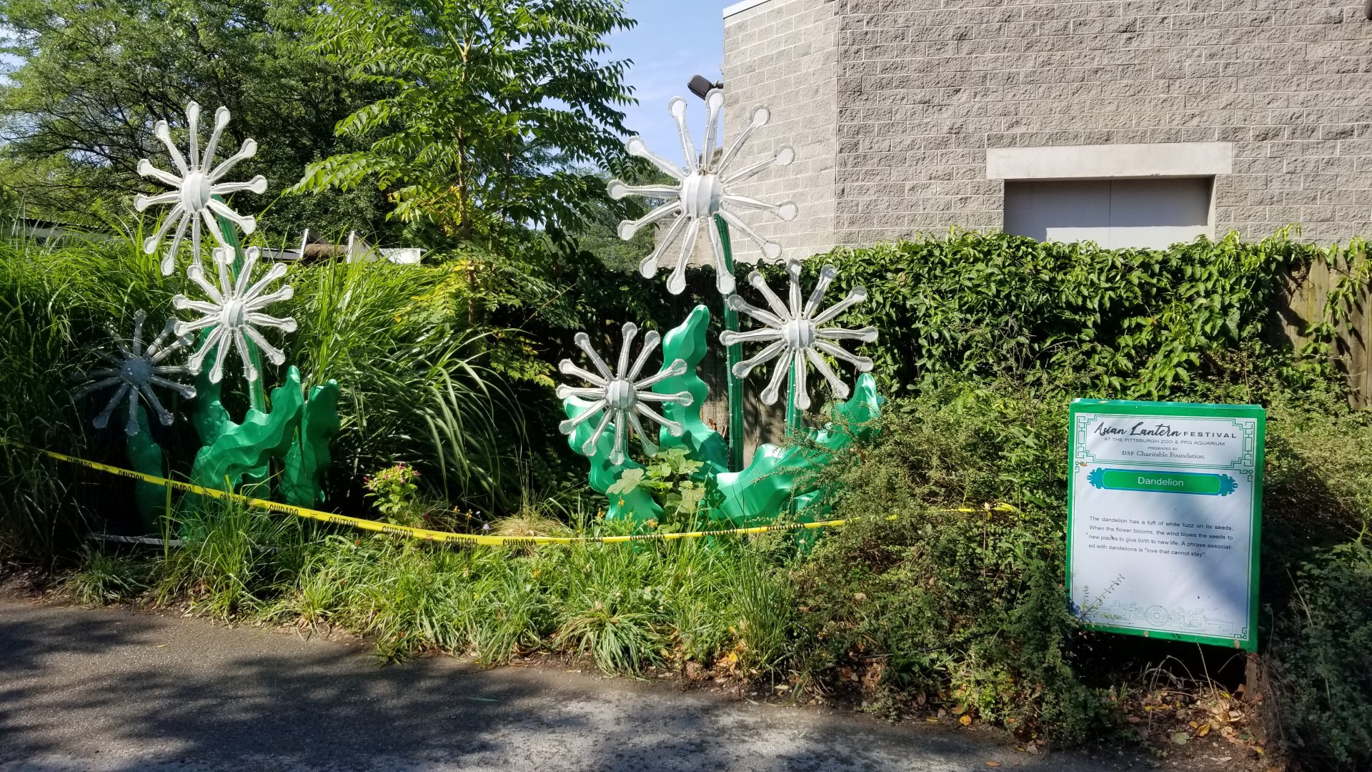 Pittsburgh 8/21 - Dandelions