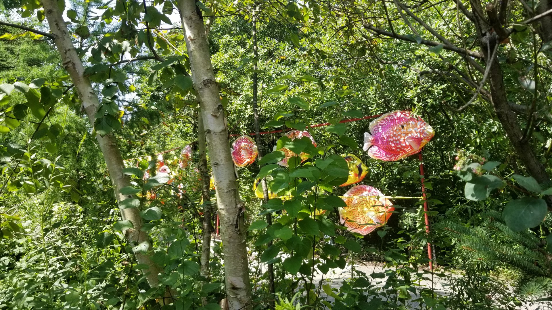 Pittsburgh 8/21 - Fish lanterns