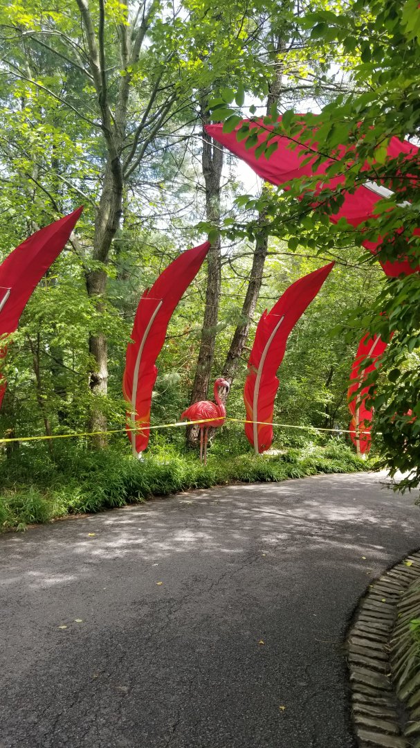 Pittsburgh 8/21 - Flamingos, the last lanterns before you repeat the entrance ones