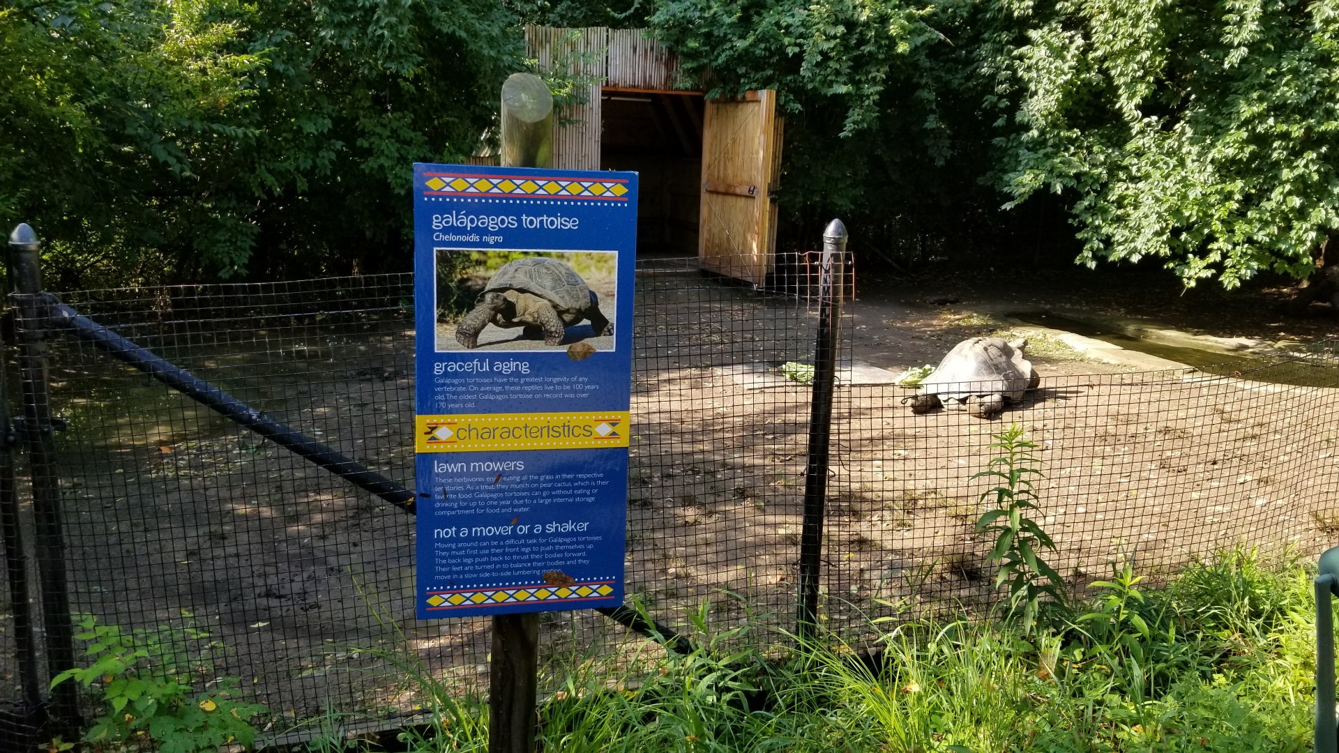 Pittsburgh 8/21 - Galapagos  tortoise
