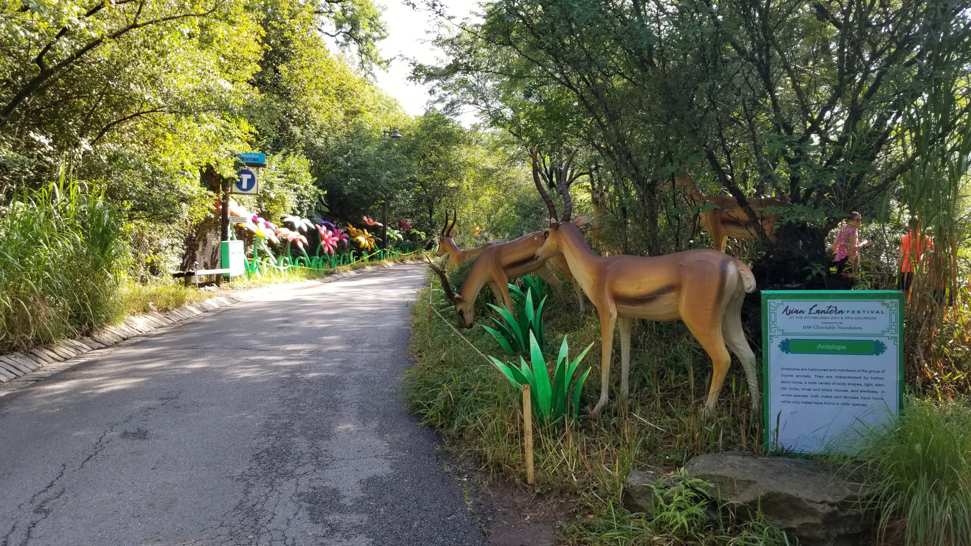 Pittsburgh 8/21 - Gazelles ("antelope"), flowers