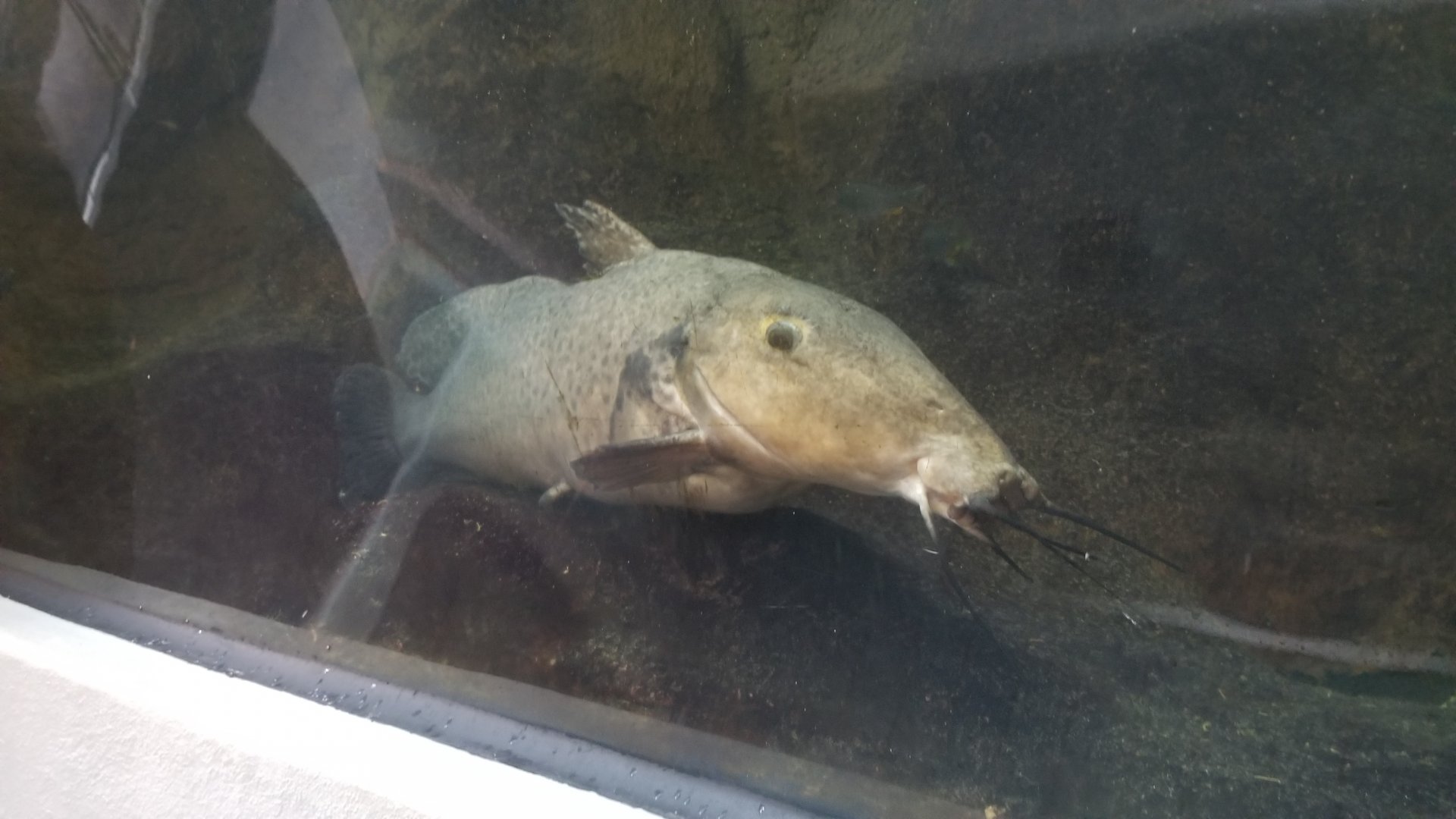 Pittsburgh 8/21 - Giraffe catfish?