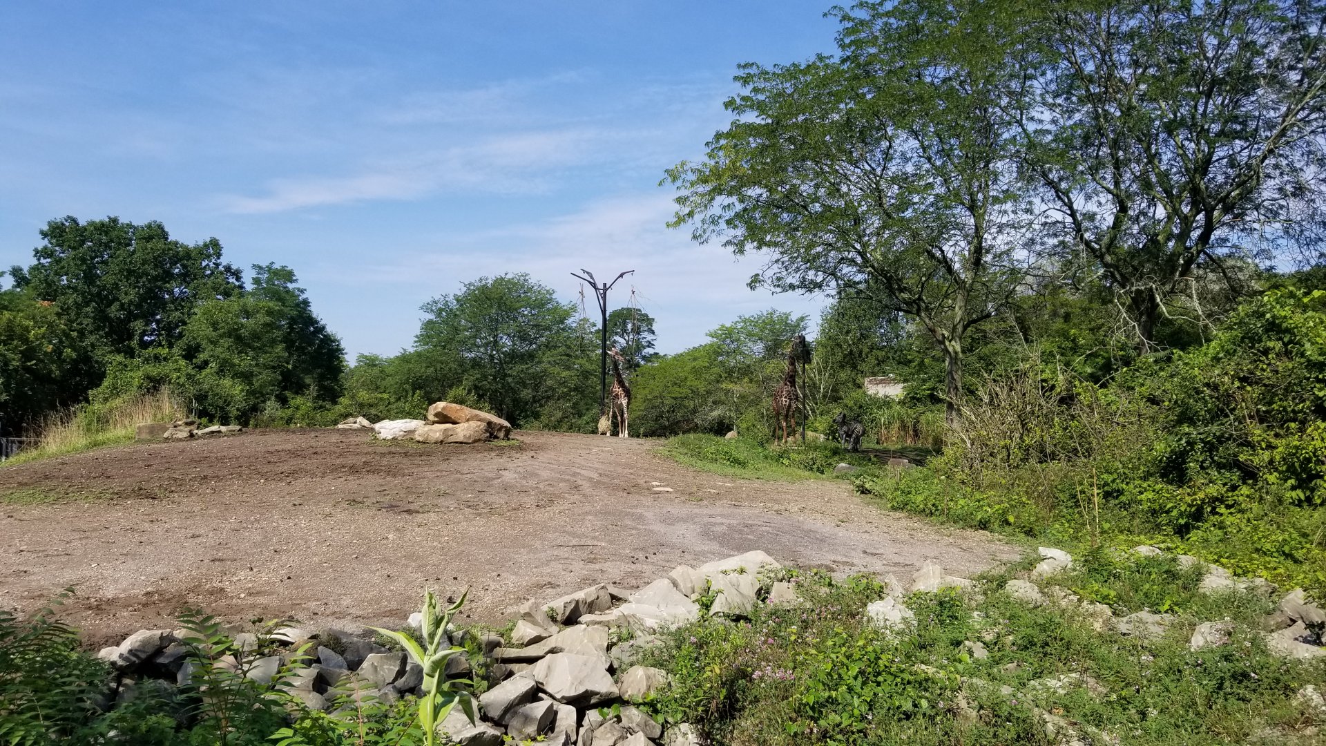 Pittsburgh 8/21 - Giraffes