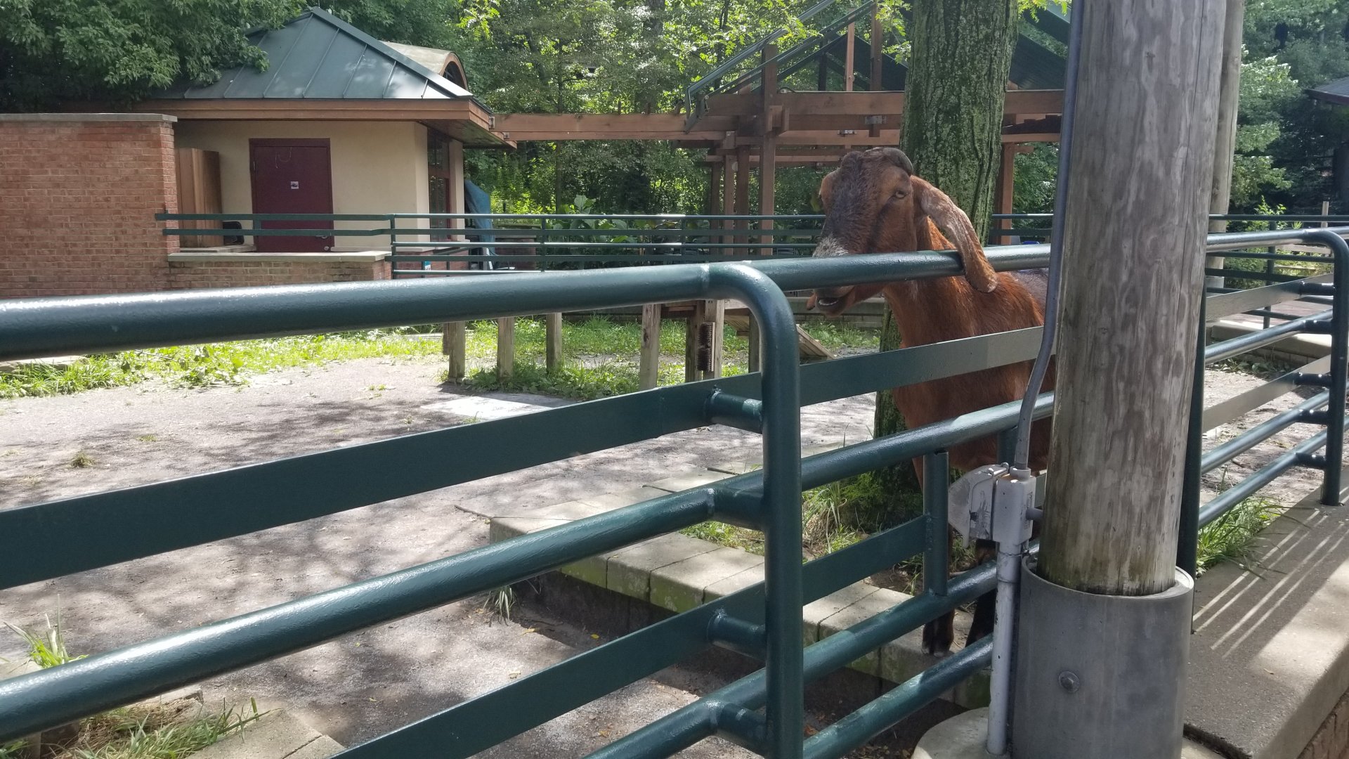 Pittsburgh 8/21 - Goat