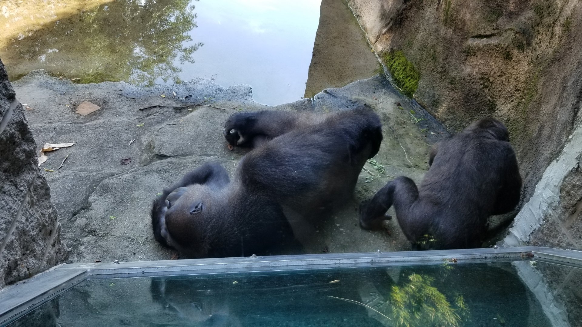 Pittsburgh 8/21 - Gorilla mom and infant