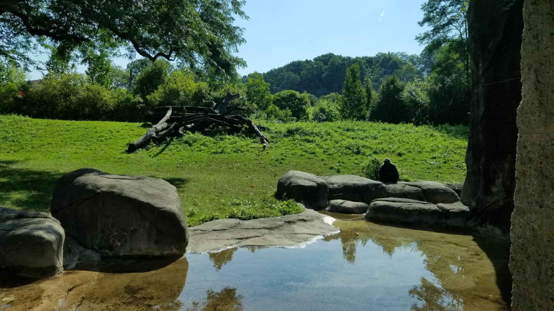 Pittsburgh 8/21 - Gorillas outdoors