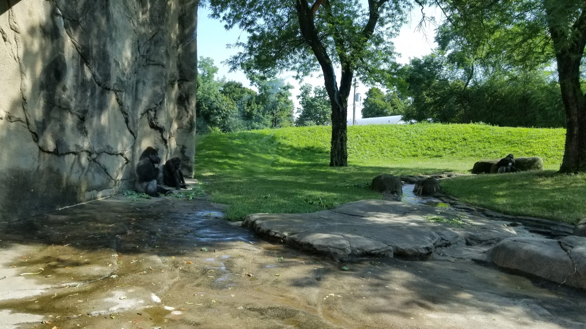 Pittsburgh 8/21 - Gorillas