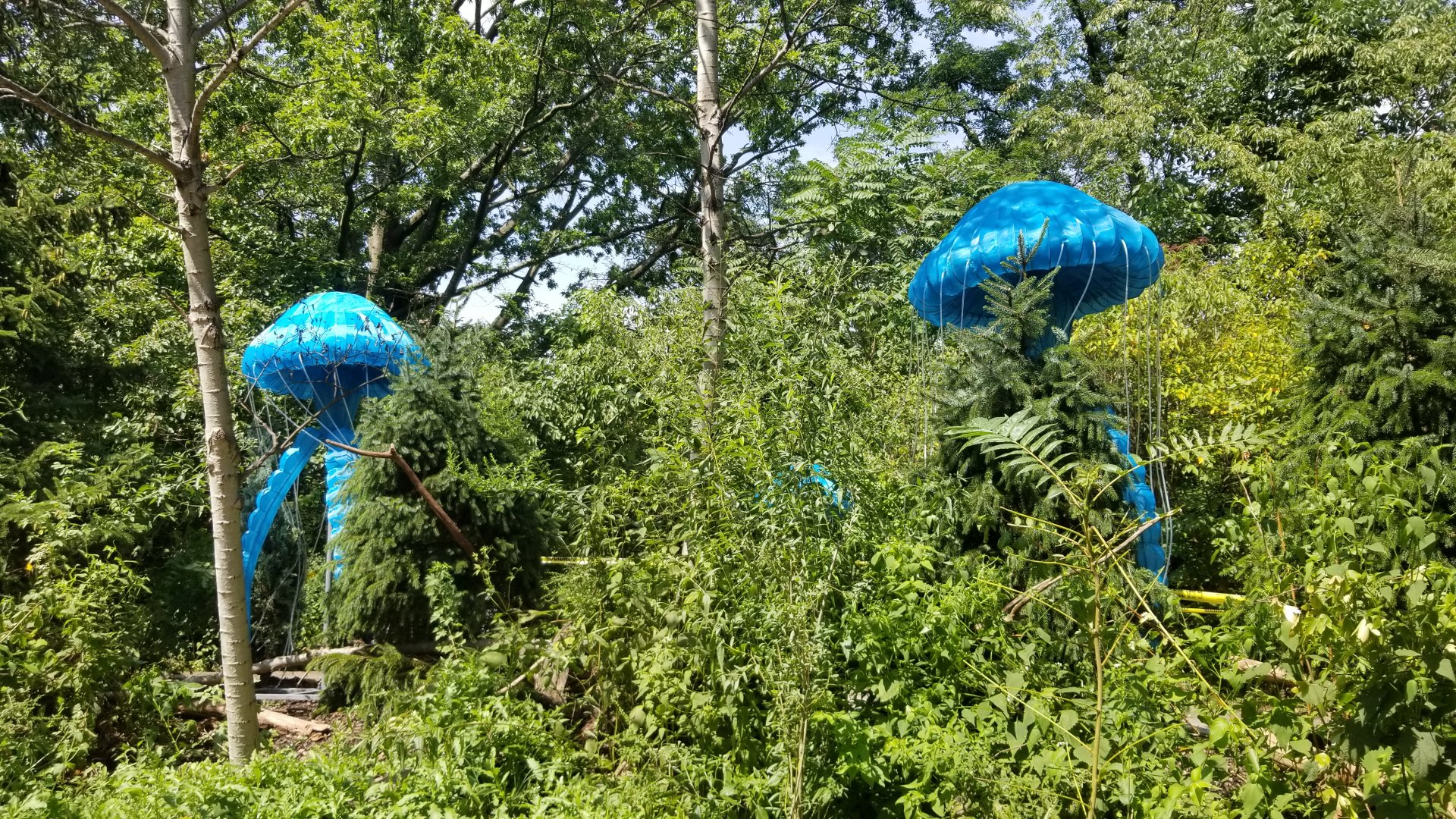 Pittsburgh 8/21 - Jellyfish