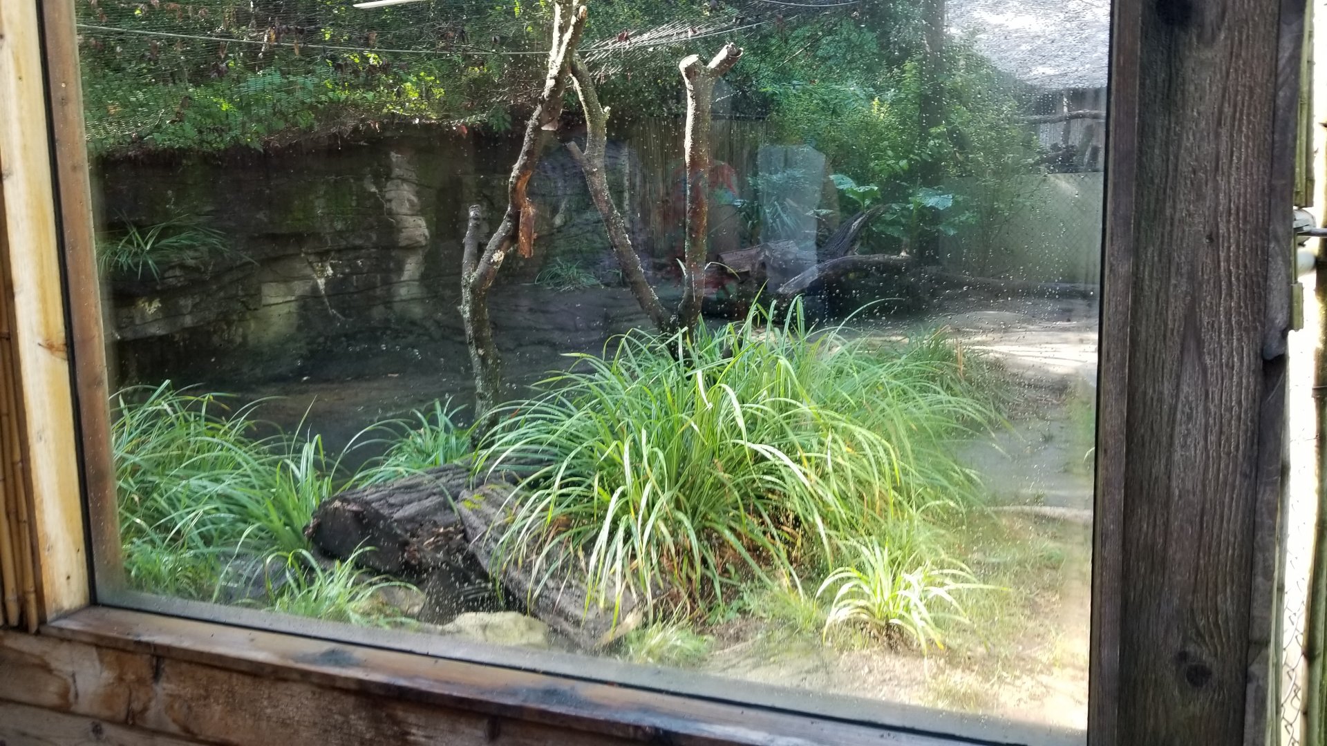 Pittsburgh 8/21 - Komodo dragon exhibit