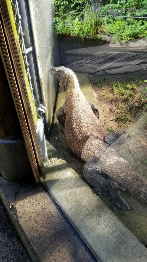 Pittsburgh 8/21 - Komodo dragon