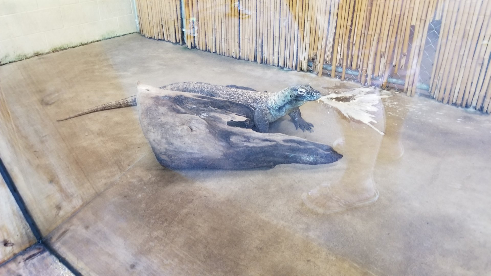 Pittsburgh 8/21 - Komodo indoors