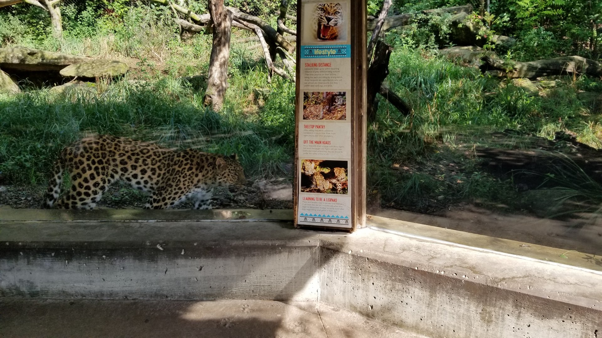 Pittsburgh 8/21 - Leopard